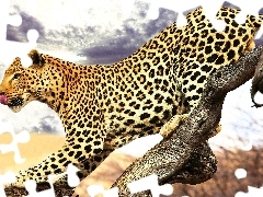 Tounge, Leopards, trees
