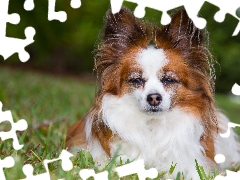 dog, Miniature Continental Toy Spaniel Papillon