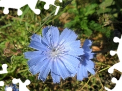 blue, endive, traveller, Colourfull Flowers