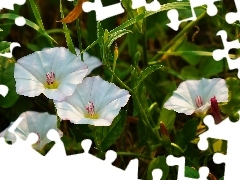 Meadow, Flowers, bindweed