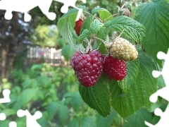 garden, treats