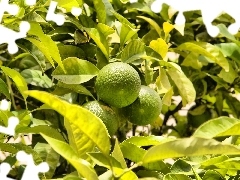 tree, limes, an