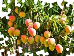 tree, Mango, an