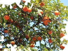 tree, orange, an