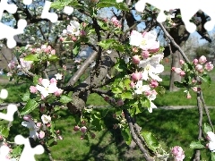 Blossoming, apple-tree