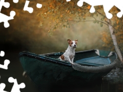 dog, Boat, birch-tree, Jack Russell Terrier