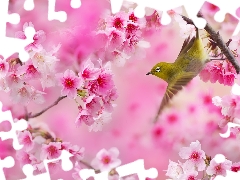 Twigs, Zosterops, Flowers, Flourished, Bird, Pink, Fruit Tree