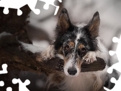 branch, Border Collie, trees