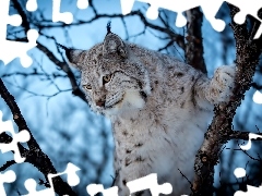 trees, Lynx, branches