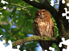 owl, branch, trees, Brown Owl