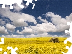 trees, Field, clouds