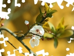 fruit, Colourfull Flowers, trees