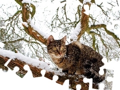 dun, winter, trees, cat