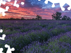 trees, viewes, Sky, Great Sunsets, color, Field, lavender, clouds
