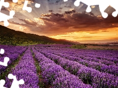 trees, lavender, Great Sunsets, The Hills, Field, viewes, clouds