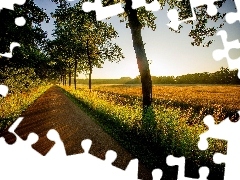 viewes, Way, morning, light breaking through sky, Field, trees