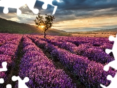 Field, lavender, trees, Przebijające, luminosity, The Hills, sun, flash, ligh