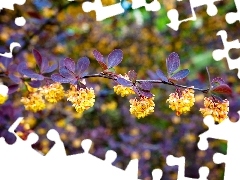 trees, Park, flourishing