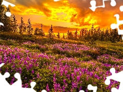 Mount Rainier National Park, Great Sunsets, viewes, Meadow, trees, Washington, The United States, lupine