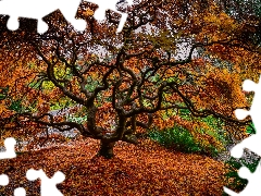 Park, trees, Japanese Maple, autumn