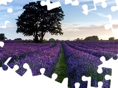 trees, Field, lavender