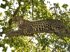 Leopards, trees