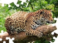 Leopards, trees