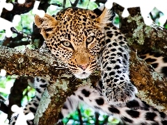 Leopards, trees