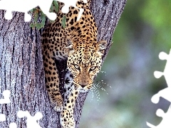 Leopards, trees