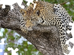 Leopards, trees