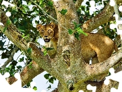 Lioness, trees