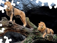 lions, trees