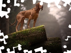 Logs, forest, Hungarian Shorthaired Pointer, trees, dog