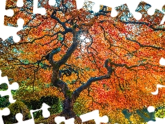 autumn, trees, Maple Palm, color