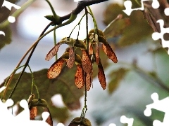 maple, trees