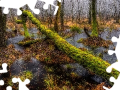 mossy, trees, marshland, fallen, forest