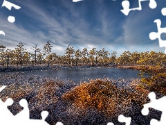 grass, White frost, trees, viewes, marshland