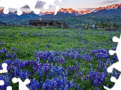 viewes, forest, Meadow, trees, Mountains, Houses, lupine