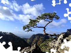 Mountains, Sokolica, trees, Pieniny