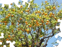 orange, trees