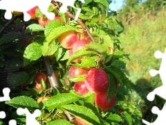 trees, maturing, plums