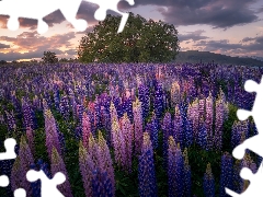 lupins, trees, purple, Pink, Meadow