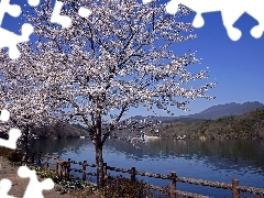 River, flourishing, trees, Mountains