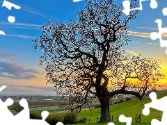 trees, field, Sky