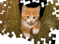 small, kitten, trees, ginger