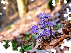 Leaf, Liverworts, viewes, forest, Blue, trees, Spring