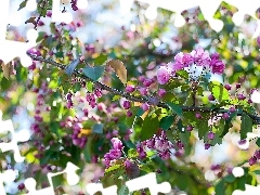 Spring, fruit, trees, flourishing