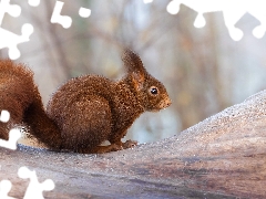 trees, Brown, squirrel