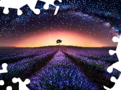 Star way, star, lavender, Night, Sky, Field, trees