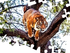 tiger, trees
